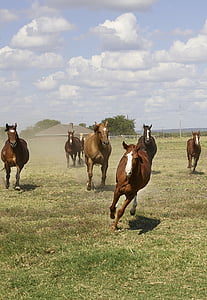 kvartalet hästar, Ranch, jordbruk, hästdjur, Ridsport, däggdjur, porträtt