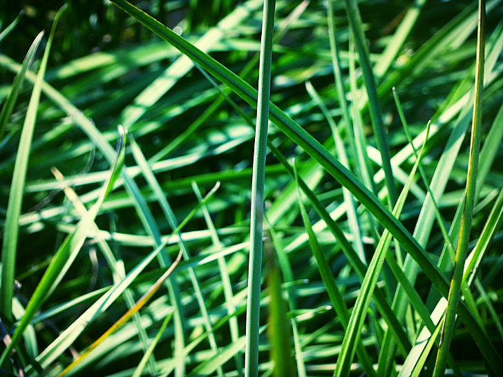 Grüns, Pflanzen, Grass, Hintergrund
