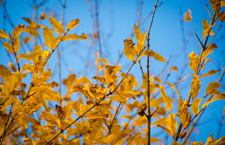 les feuilles, jaune, ciel bleu, automne