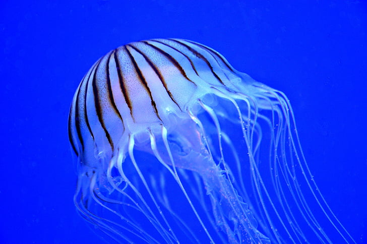 jellyfish, marine, purple-striped, underwater, wildlife, nature, ocean