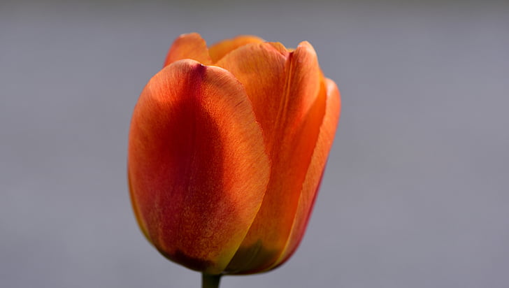 Tulip, flor, flor, floración, rojo anaranjado, color intenso, cerrar