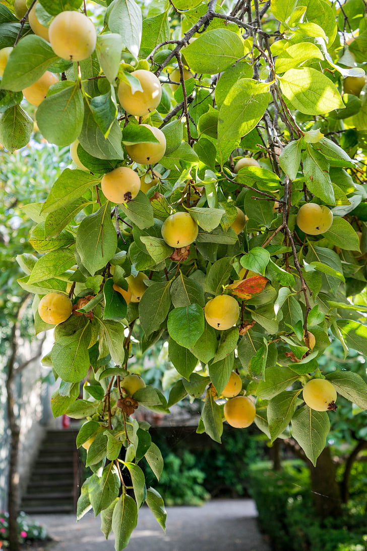 árbol frutal, amarillo, verde, naturaleza, fresco, madura, alimentos