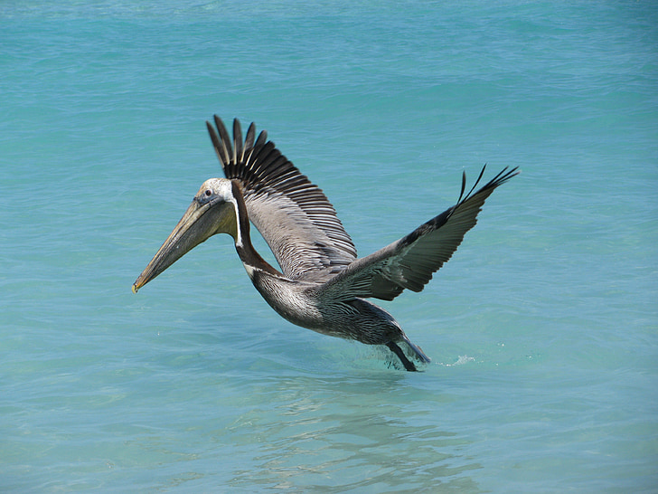 pelican, ocean, cuba, bird, flight