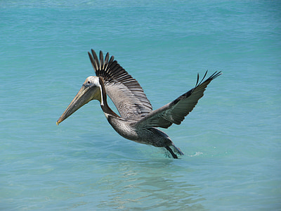 Pelikan, oceana, Kuba, ptica, let