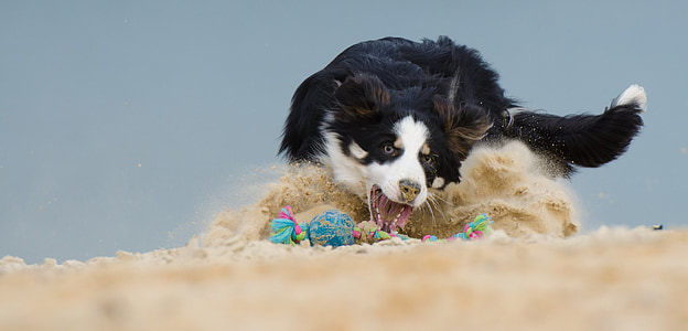 hund, spela, bollen, stranden, Ball knarkare, kula-jakt, sandstiebe