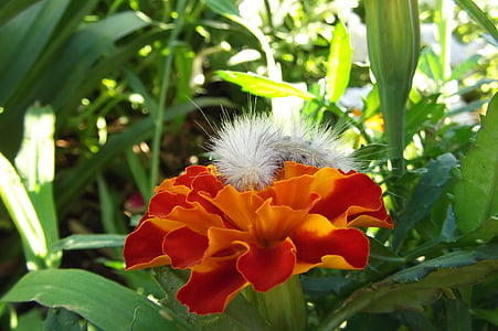 Caterpillar, fleur, orange, blanc, floue, jardin, vert