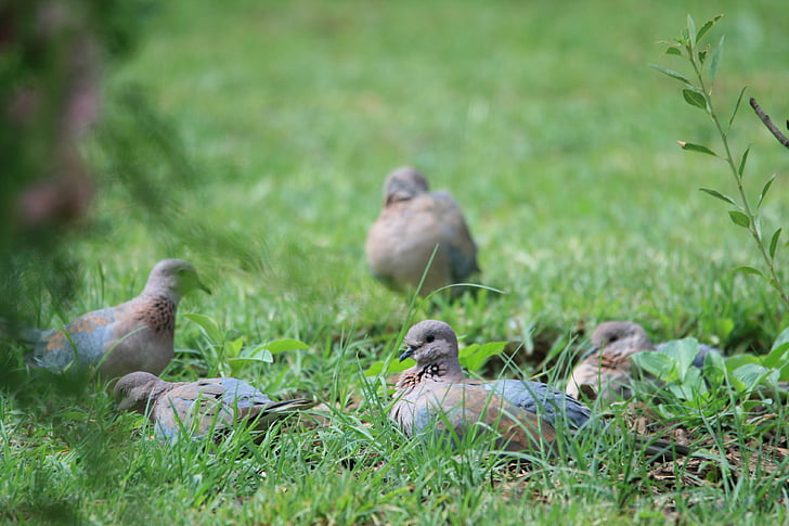 oiseaux, pigeons et tourterelles, gris, la navigation, alimentation, manger, jardin