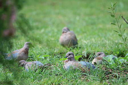 ptáci, holubice, šedá, procházení, krmení, stravování, zahrada