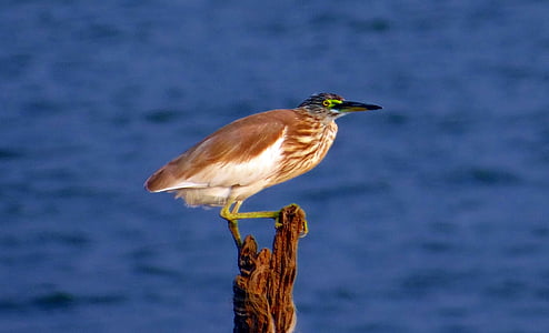 Ấn Độ Ao heron, paddybird, ardeola grayii, con chim, cẳng, Stalker, Ấn Độ
