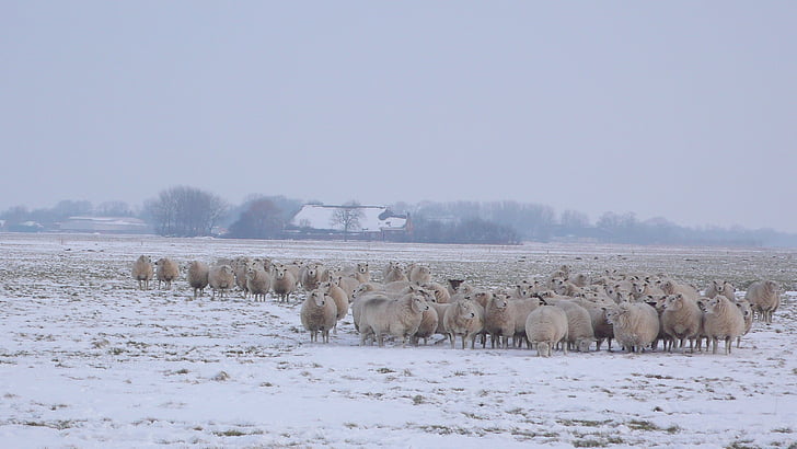 sheep, meadow, winter, landscape, farm