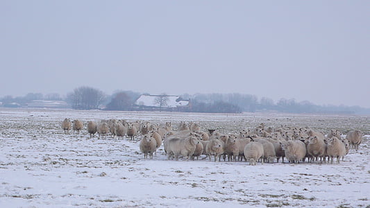 owiec, łąka, zimowe, krajobraz, gospodarstwa