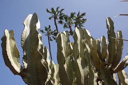 palmeres, cactus, antic mercat municipal, San diego, EUA, Califòrnia, natura