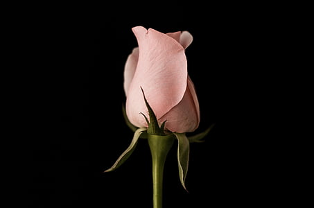 ροζ, τριαντάφυλλο, πέταλο, λουλούδι, φυτό, σκούρο, μαύρο φόντο
