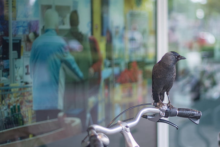 Cuervo, bicicleta, tienda, ventana, personas, reflexión, sentado
