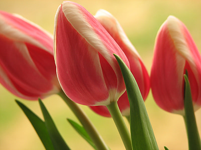 Тюльпан, цветок, розовый, Цветочные, Весна, Букет, Природа