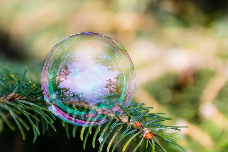 burbulas, medis, burbulas orapūtės, makro, burbulas medžiai, spalvoti, išsamiai
