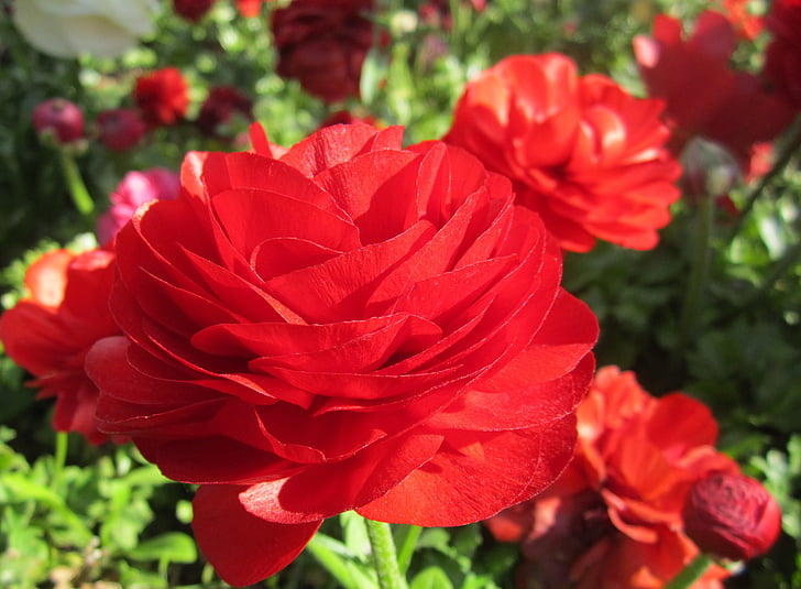 flower, red, red flower, garden, beautiful, nature