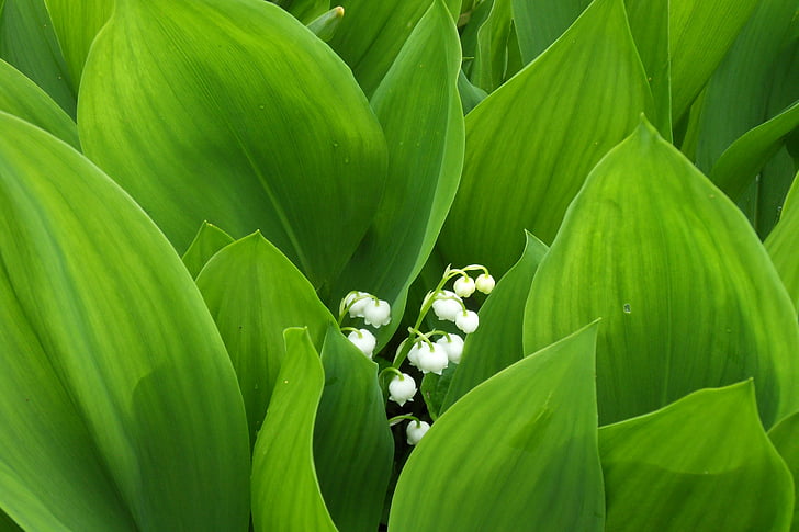 lily of the valley, flower, blossom, bloom, green, white, plant