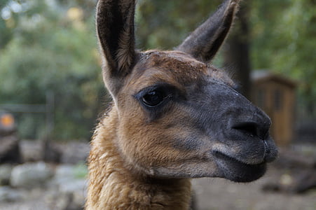 Lama, tête de Lama, tête, mammifère, Zoo, zoo pour enfants, visage