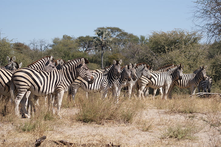 Зебра, стадо, Ботсвана, структура, модел, равнини зебра, Черно и бяло