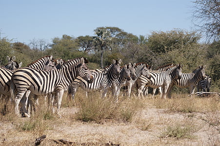 Zebra, kudde, Botswana, structuur, patroon, Steppezebra, zwart-wit