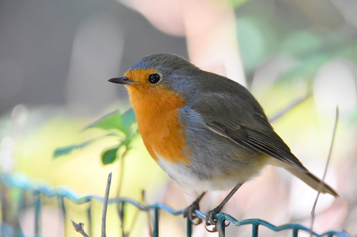 Robin, fugl, smal, orange og grå