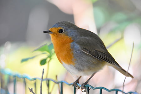 Robin, uccello, smal, arancione e grigio