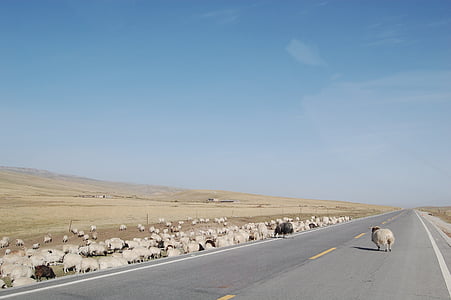 青藏高原, 羊群, 公路, 道路, 自然, 沙漠, 动物