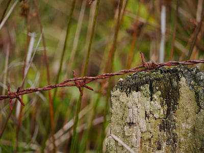 barbed wire, stainless, metal, wire, rusted, thorn, fenced
