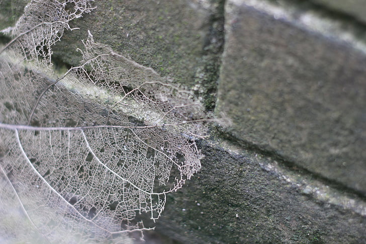 corrosion, the leaves, gray, brick wall, vein, leaf, dry leaves