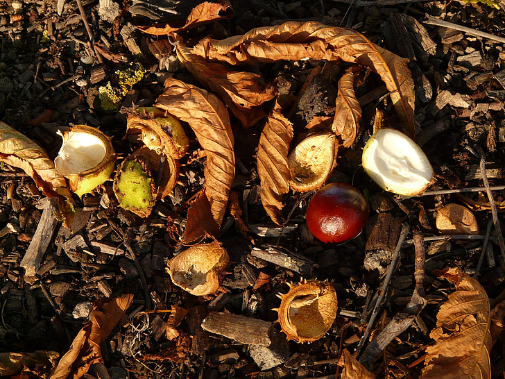 chestnut, Buckeye, buah, keprihatinan, Tanah, mengumpulkan, musim gugur