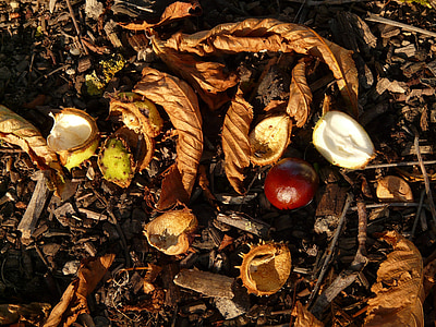 chestnut, buckeye, fruit, concerns, ground, collect, autumn
