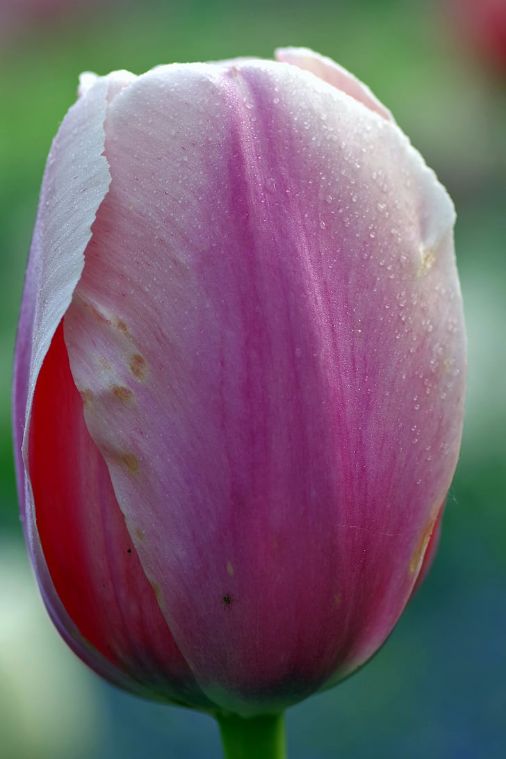 flower, the petals, tulip, violet, macro, rosa, drops