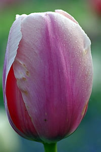 flor, los pétalos, Tulip, violeta, macro, rosa, gotas