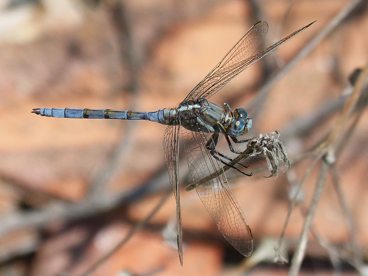 dragonfly, blue dragonfly, flying insect, branch, orthetrum coerulescens