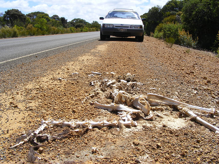 skeleton, kangaroo, carcass, kangaroo island, remains, car, nature