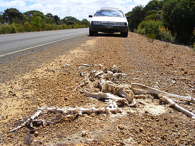 squelette, Kangourou, carcasse, île Kangourou, reste, voiture, nature