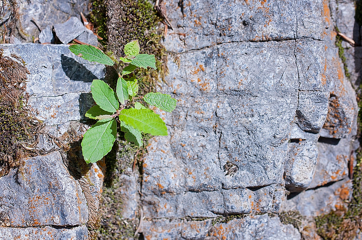 stone, rock, grey, leaves, fouling, plant, nature