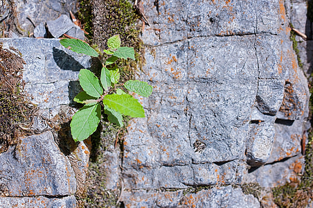 piedra, roca, gris, hojas, suciedad de, planta, naturaleza