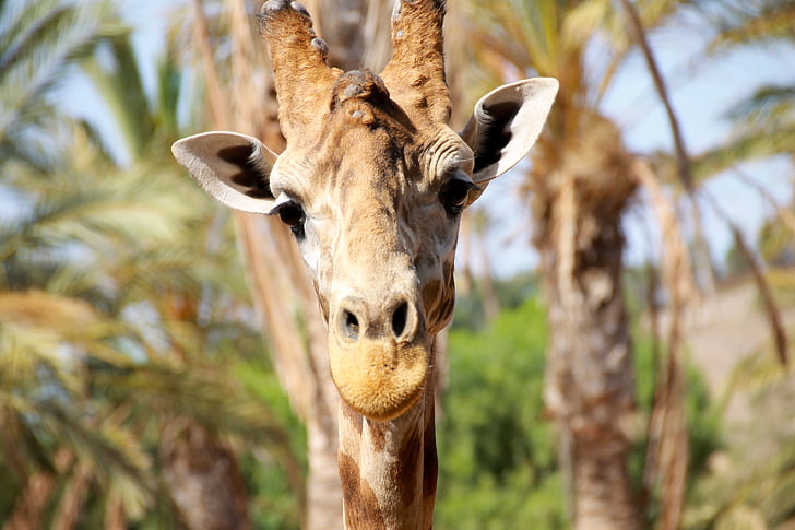 summer, giraffe, large, safari, spotted, zoo, wildlife photography