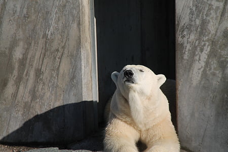 urso polar, urso, descanso, jardim zoológico
