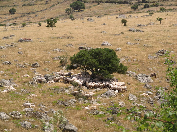 κοπάδι πρόβατα, Σαρδηνία, πρόβατα, κοπάδι, τοπίο, ζώα