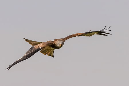punane tailed kite, lind, Wildlife, loodus, looma, Raptor, tiib