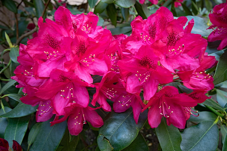 Rhododendron, bloemen, rood, Blossom, Bloom, natuur, plant