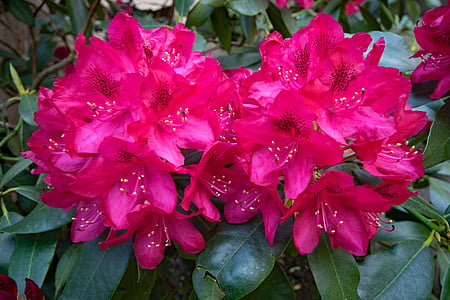 rododendron, květiny, červená, květ, Bloom, Příroda, závod