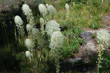 l'herba ós, Montana, granat montana, flor, planta, flor blanca, flor