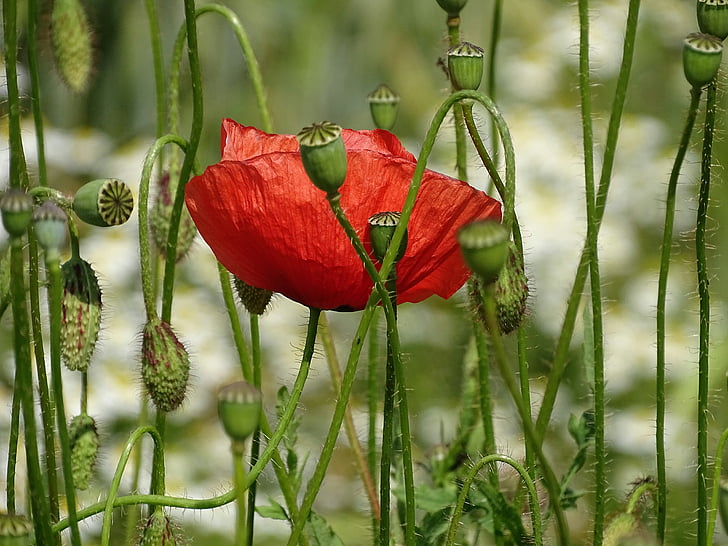 vlčí mák, květ, červená, květ, Bloom, léto, Příroda