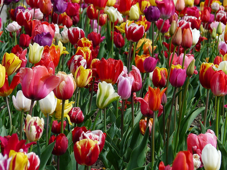 tulip field, tulip, tulpenbluete, colorful, color, spring, tulips