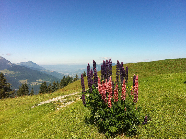 Lupino, flor de montaña, Alpes, haute-savoie