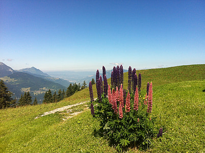 lupiini, vuori-kukka, Alpit, Haute-savoie